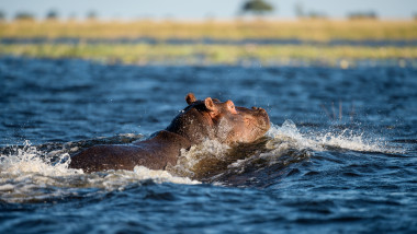 hipopotam in apa