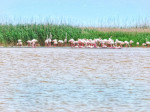 flamingo lac tuzla - nuntasi - virgil runcan