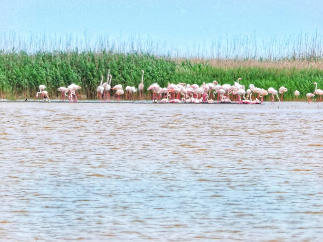 flamingo lac tuzla - nuntasi - virgil runcan