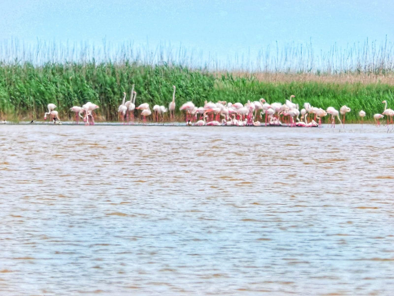 flamingo lac tuzla - nuntasi - virgil runcan