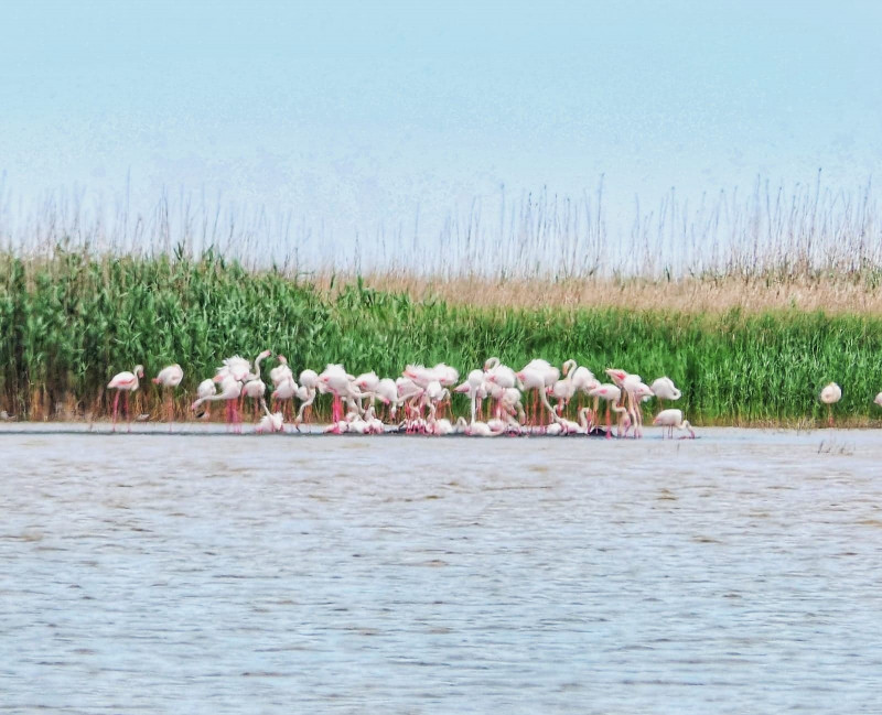 flamingo tuzla - virgil runcan