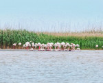 flamingo tuzla - virgil runcan