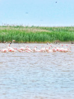 flamingo tuzla - virgil runcan