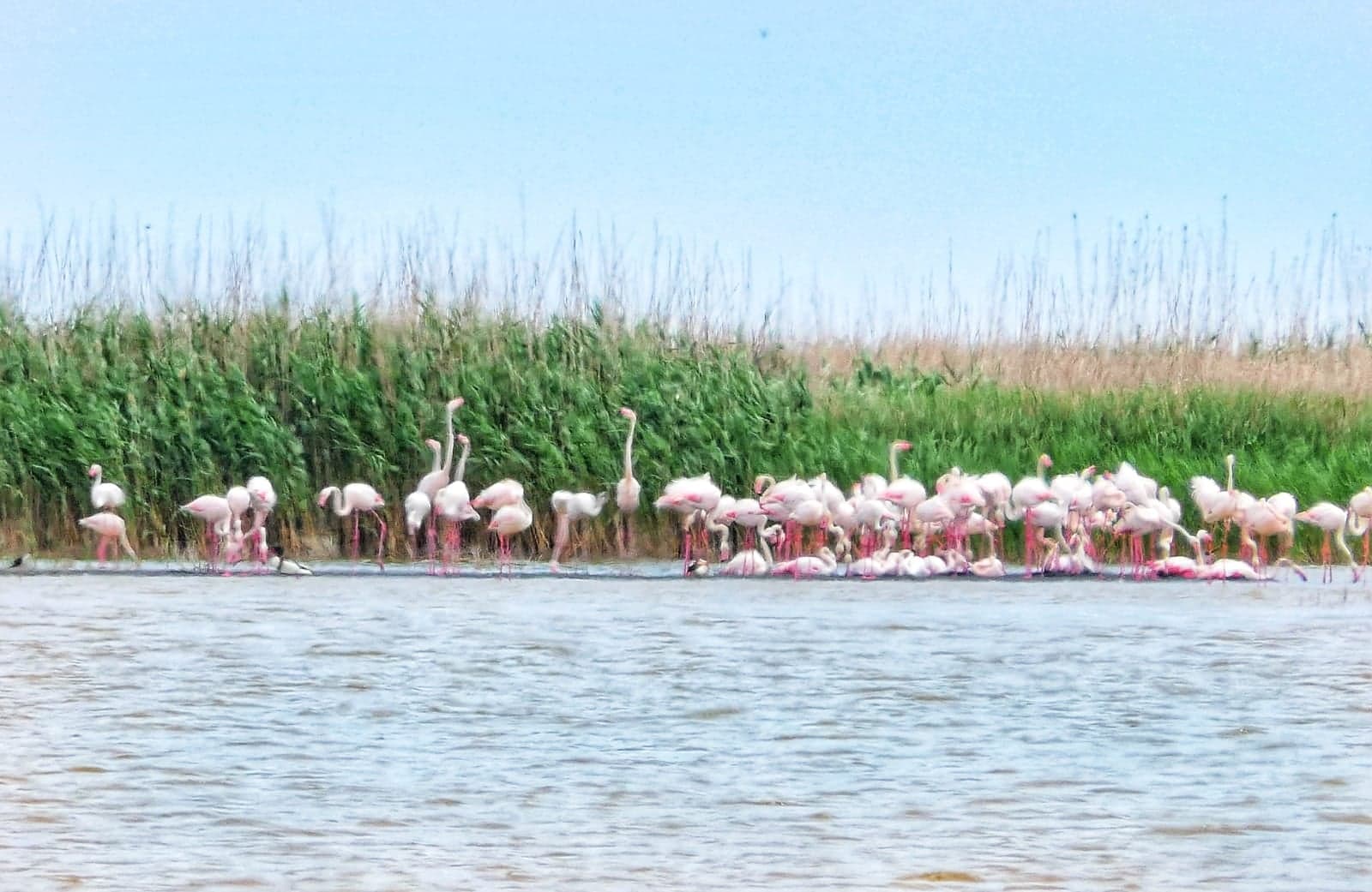 Noi imagini cu pasarile flamingo in Dobrogea