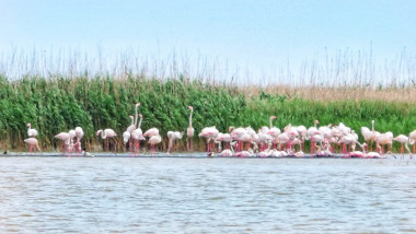 pasari flamingo in dobrogea