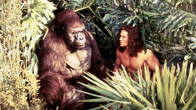 actorul joe lara si o gorila in jungla, in serialul tarzan