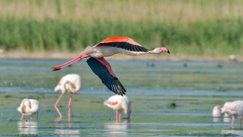 flamingo in delta dunarii