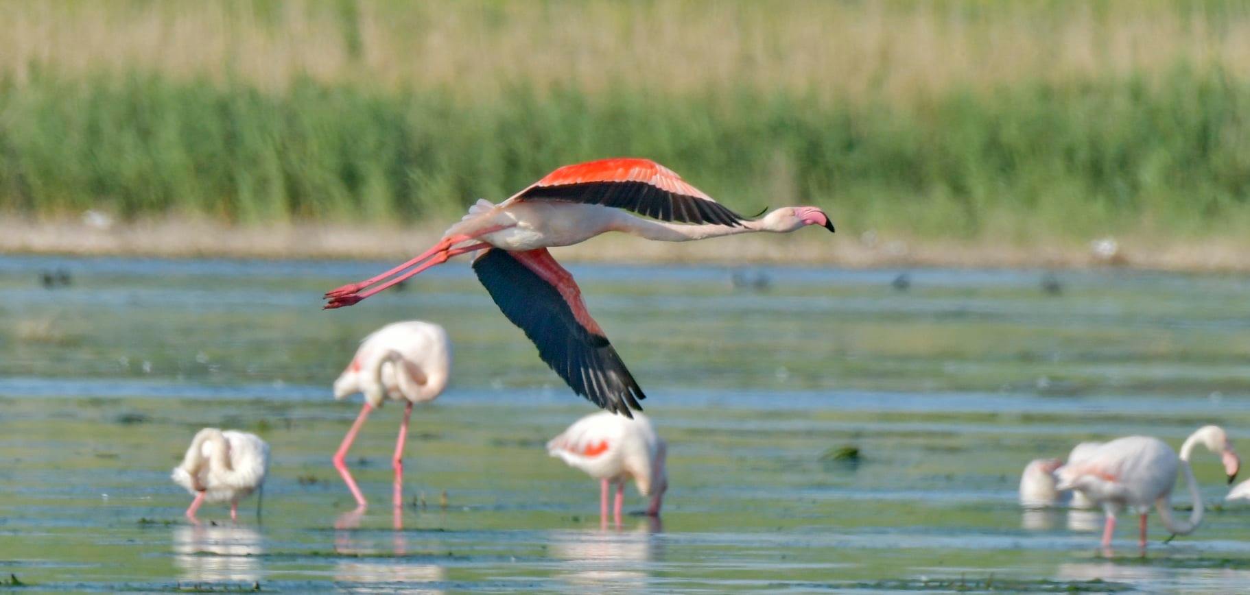 După imaginile spectaculoase din Deltă, păsările flamingo au fost hăituite de turiști cu bărci sau cu drone, așa că au părăsit zona