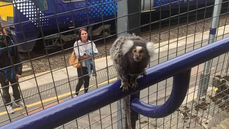 o maimuță de talie mică stă cocoțată pe o bară de metal albastră, în timp ce călătorii o privesc