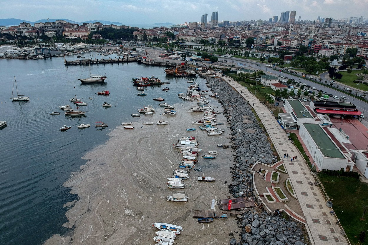 mucilagiu marin marmara profimedia-0614257319