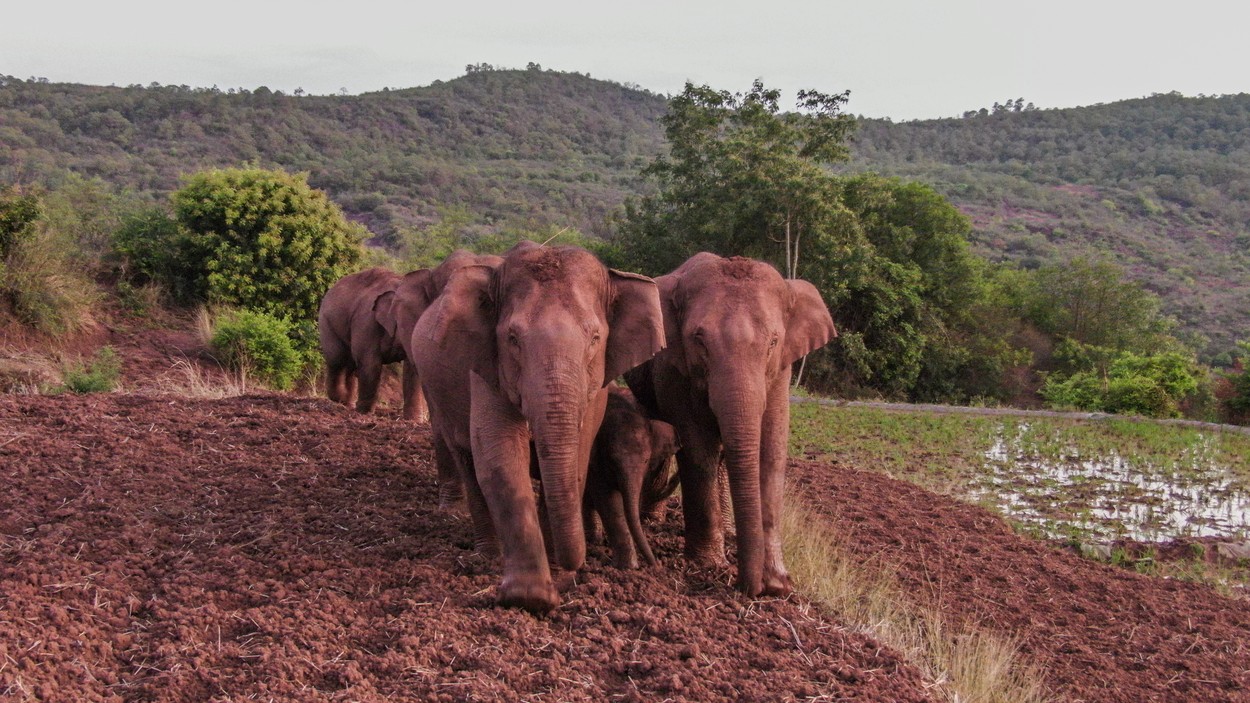 Cei 15 elefanți migratori din China se odihnesc după călătoria de 500 km