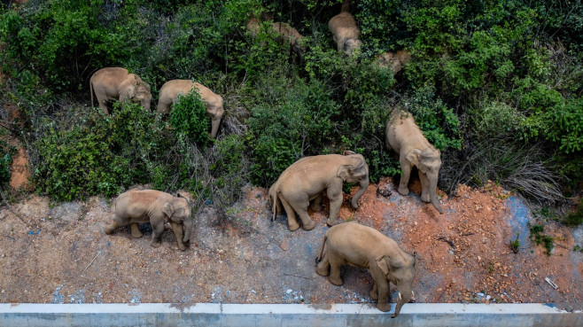 Elefanții migratori din China sunt monitorizați non-stop de drone și urmăriți online de milioane de oameni