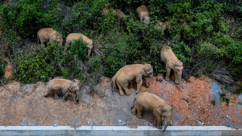 Elefanții migratori din China sunt monitorizați non-stop de drone și urmăriți online de milioane de oameni