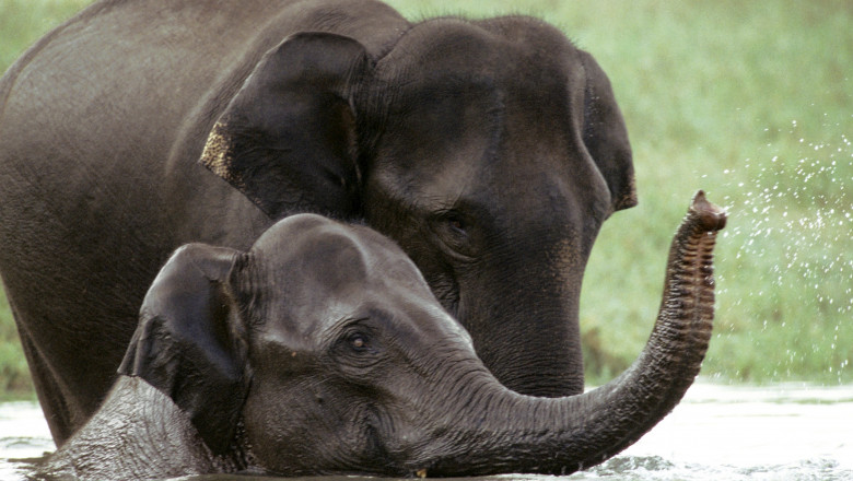 Care este vederea elefanților Traducere 