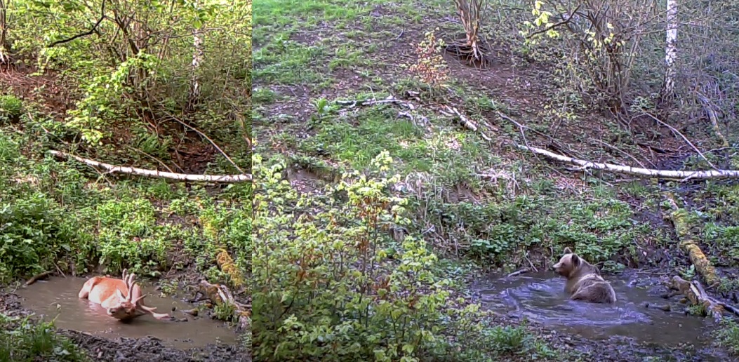Imagini rare surprinse în Parcul Natural Grădiștea Muncelului. Cum au profitat mai mulți cerbi și urși de o "piscină" în pădure