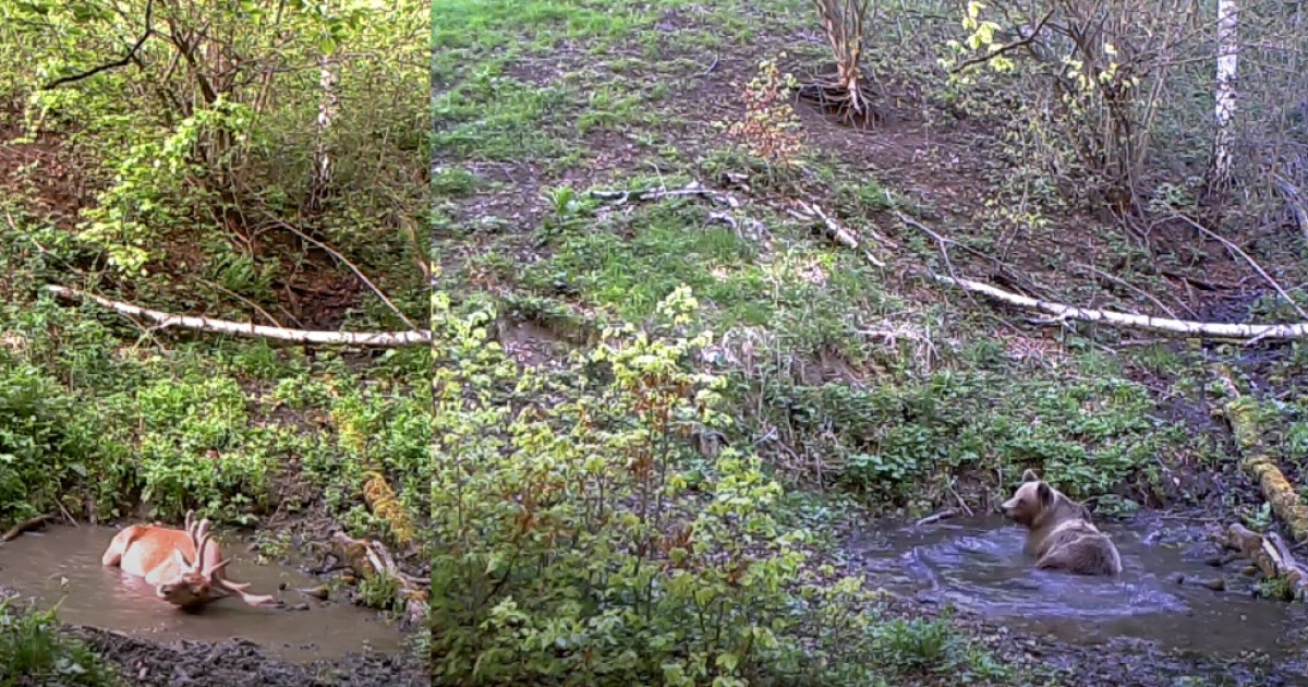 pierdere în greutate pădurea lacului cum să pierzi grăsimea buricului în casă