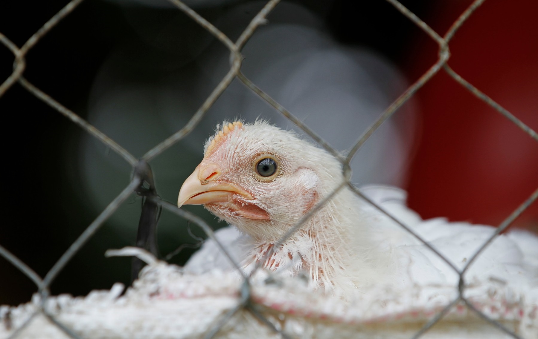 China a raportat primul caz de infecție cu tulpina H10N3 a gripei aviare la om