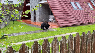 pui de urs in curtea unei case din sinaia