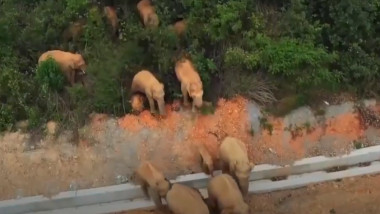 o turma de elefanti la marginea unei paduri din china