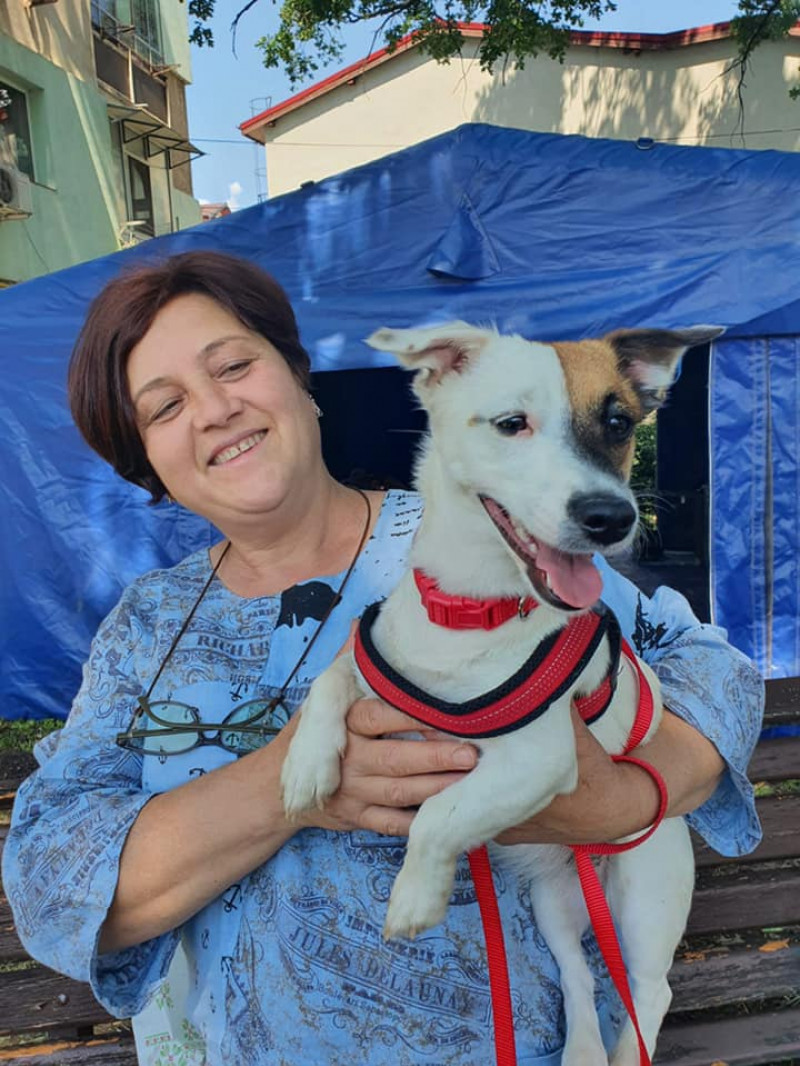 Campanie de sterilizare a câinilor şi pisicilor din judeţul Giurgiu pentru rezolvarea situaţiei animalelor fără stăpân