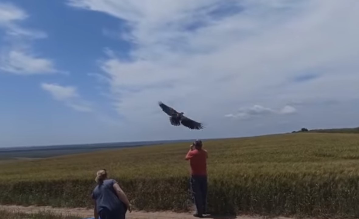 VIDEO. Pui de codalb, specie de pasare protejata, salvat de un localnic din satul Plopu. In Romania sunt doar 90 de perechi de codalb