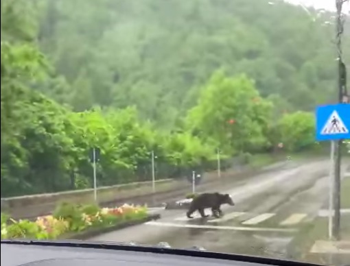 VIDEO. Un urs traversează pe o trecere de pietoni în Sinaia. Imaginile filmate de un șofer