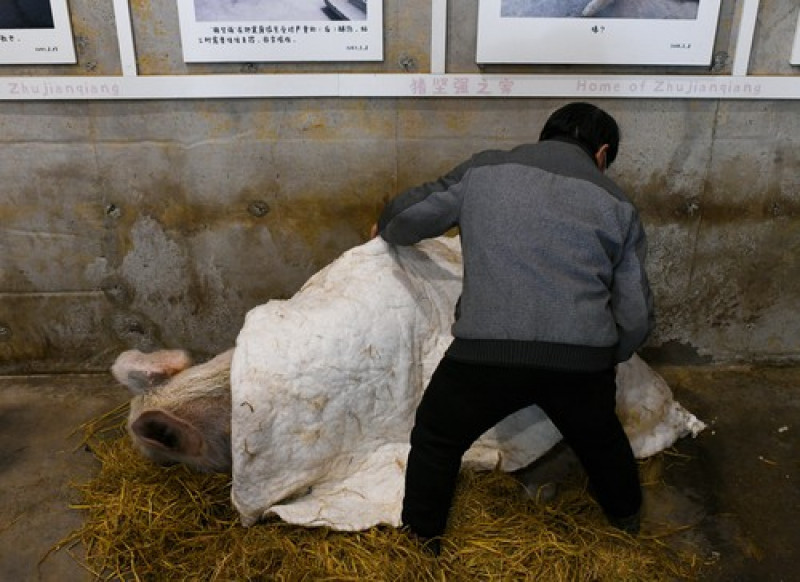 A murit porcul care a supravițuit după cutremurul din 2008