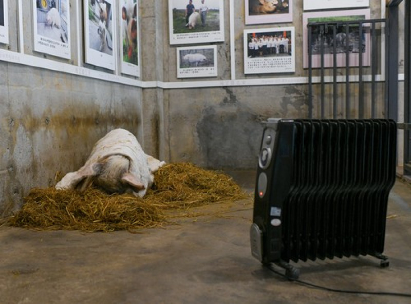 A murit porcul care a supravițuit după cutremurul din 2008