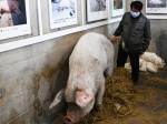 A murit porcul care a supravițuit după cutremurul din 2008