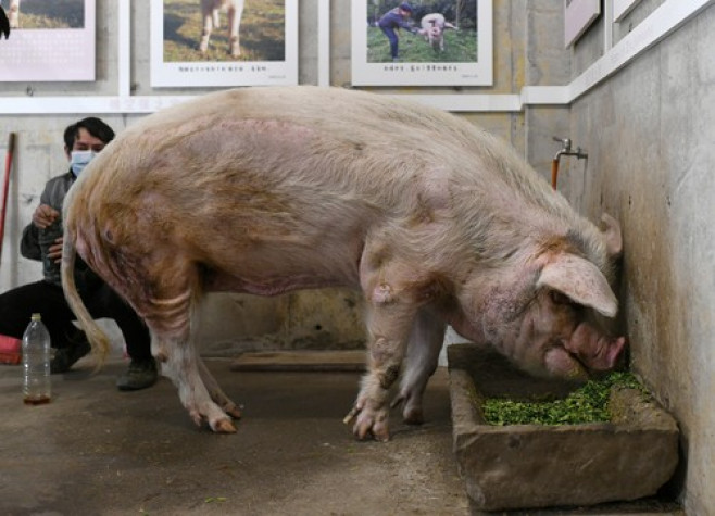 A murit porcul care a supravițuit după cutremurul din 2008
