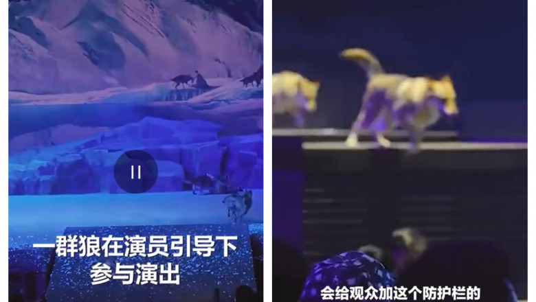 colaj foto cu lupi in timpul unui spectacol din China