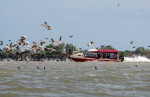 delta barca pelicani 1