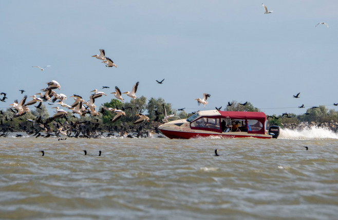 delta barca pelicani 1