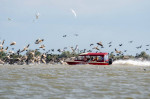 delta barca pelicani 3