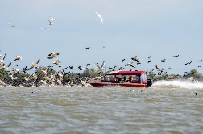 delta barca pelicani 3
