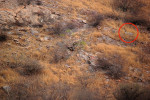 SPOT THE LEOPARD