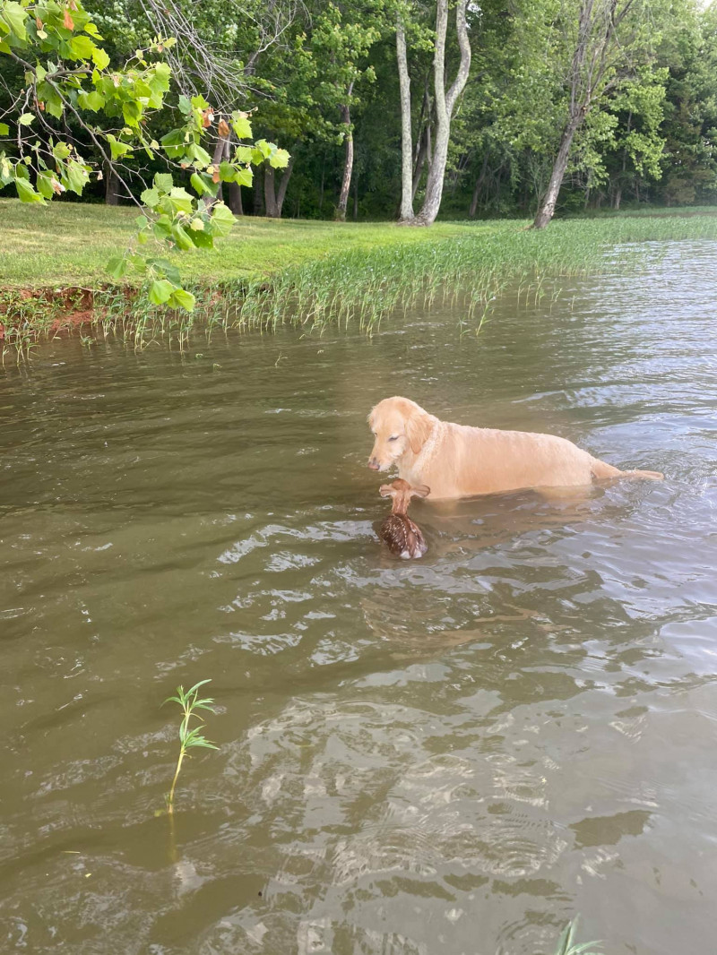 labrador-caprioara10