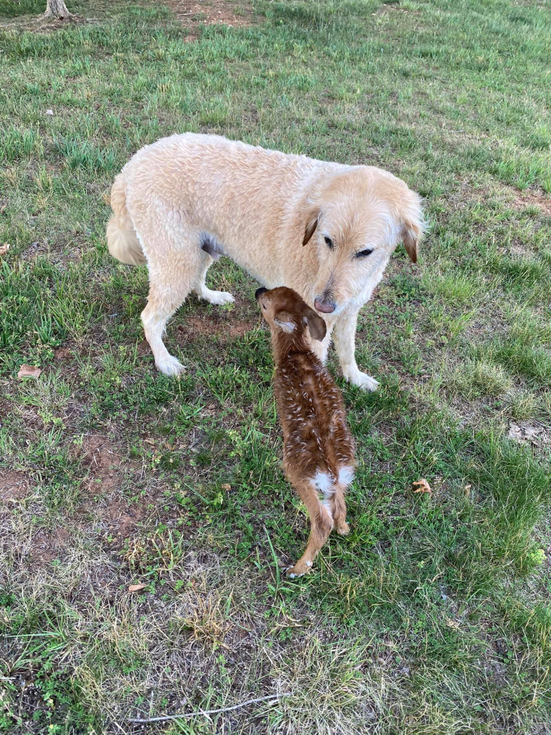 labrador-caprioara8