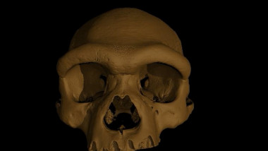 reconstructie craniu de homo longi