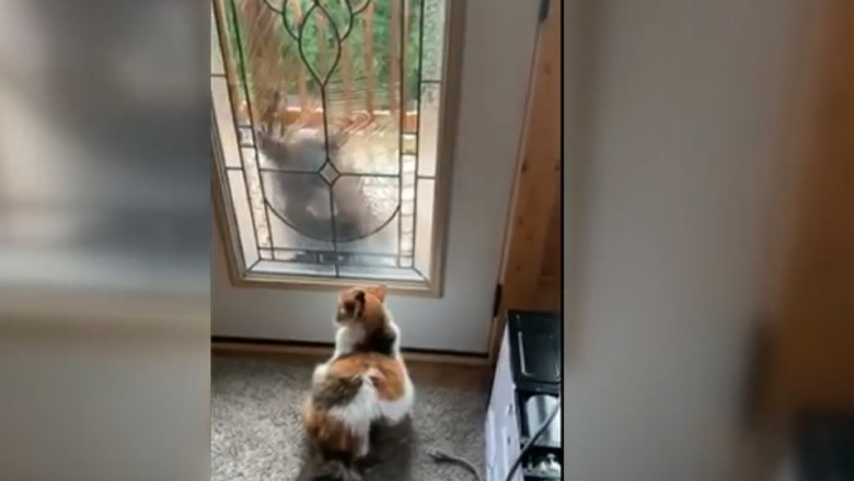 o pisica sta la usa si priveste prin geam un urs care se afla de partea cealalta