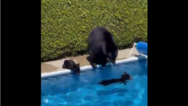 un pui de urs in piscina, altul pe margine alaturi de ursoaica