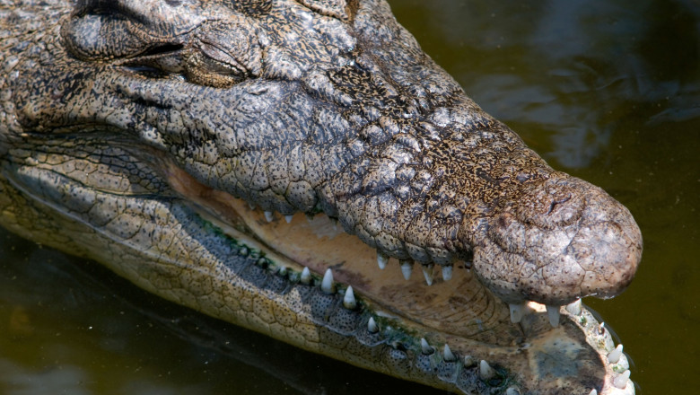 cap de crocodil deasupra apei