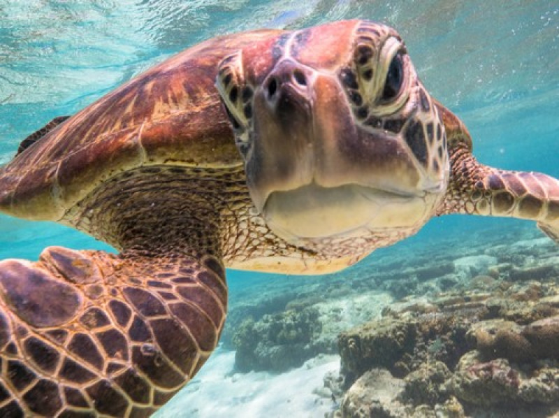 Turtle selfie Australia