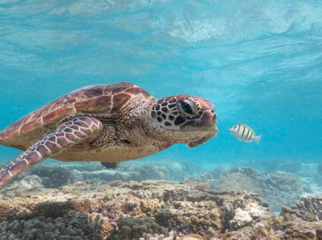 Turtle selfie Australia