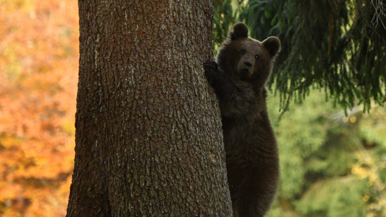 Pui de urs cățărat pe un copac