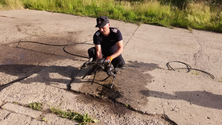 pompier cu un pui de caprioara plin de ulei negru