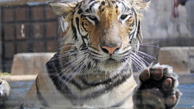 tigru ud in gradina zoologica din san francisco