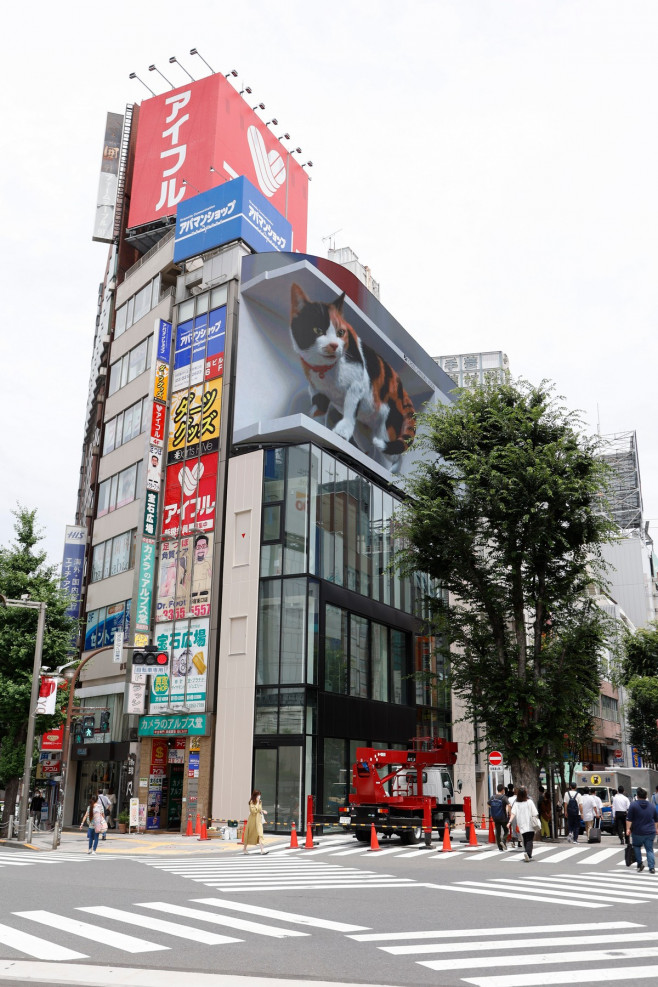 Big 3D Cat Appears on a Billboard in Tokyo