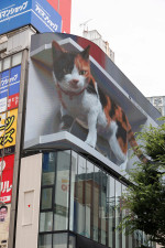 Big 3D Cat Appears on a Billboard in Tokyo