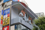 Big 3D Cat Appears on a Billboard in Tokyo